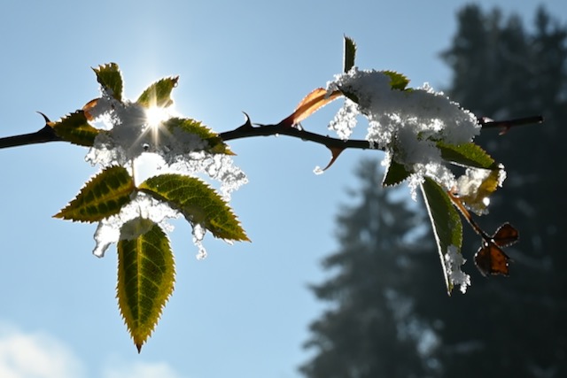 Sun meets Ice